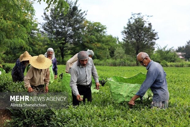 خریداران چای داخلی مجوز دوبرابری ثبت سفارش واردات دریافت میکنند